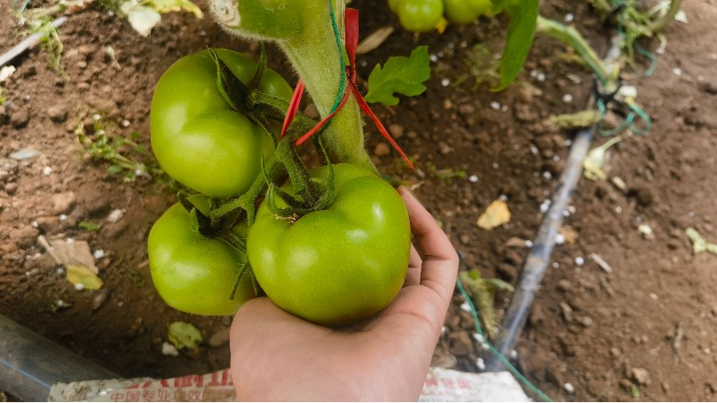 番茄种植用什么肥料好-土大厨番茄