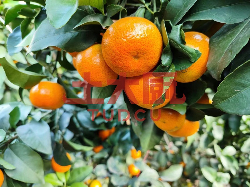 柑橘春季管理—土大厨