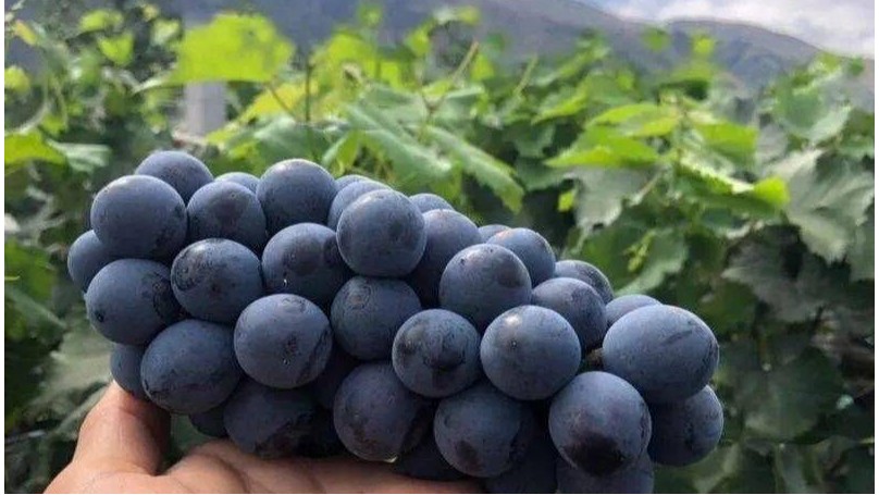 夏黑葡萄转色期用什么肥？