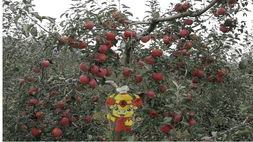 苹果树施什么肥料最好-土大厨功效肥