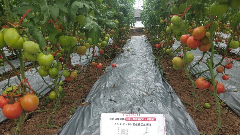 温室大棚番茄转色期，施肥技术管理要点