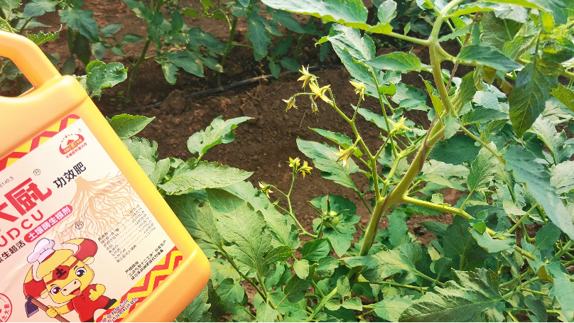 树木移栽用什么生根剂—土大厨番茄实拍
