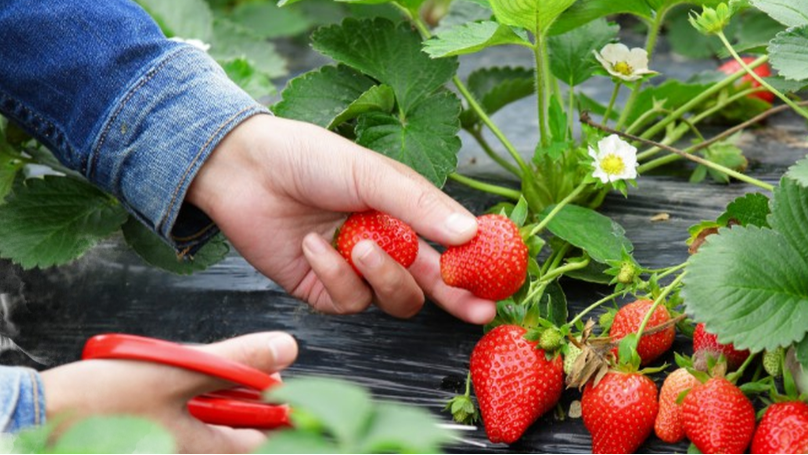 草莓肥料选土大厨，增产丰收