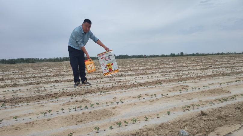 棉花苗期遇到低温多雨问题，要如何管理？