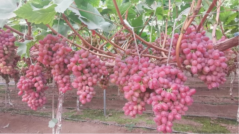 水溶肥在葡萄上的使用方法，土大厨方案