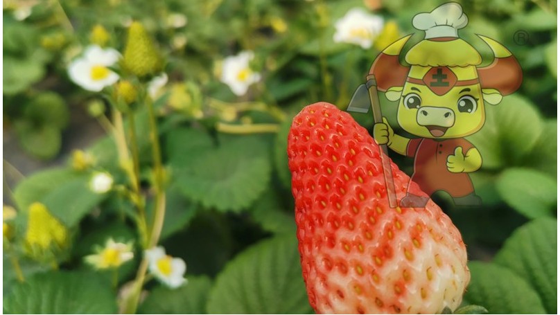 草莓施肥用什么肥料好-土大厨草莓