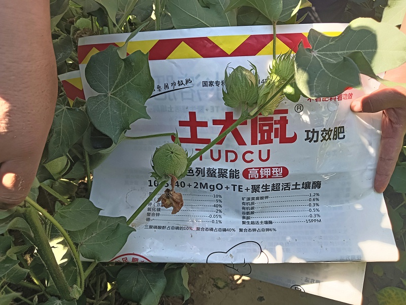 棉花花铃-新疆沙湾徐老板棉花