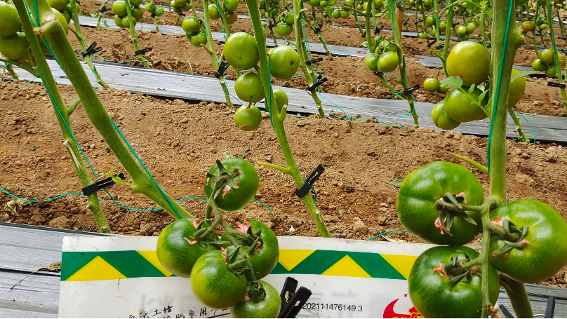 番茄种植—肥料的选择施用