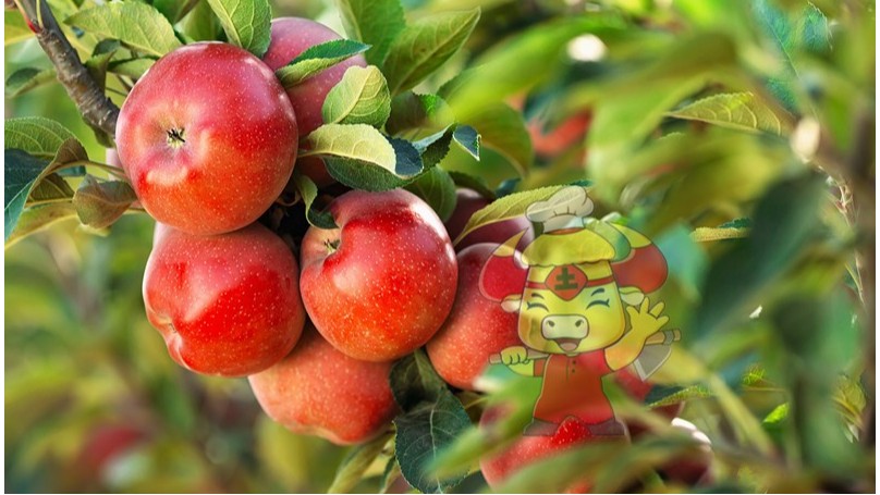 苹果施肥-土大厨苹果