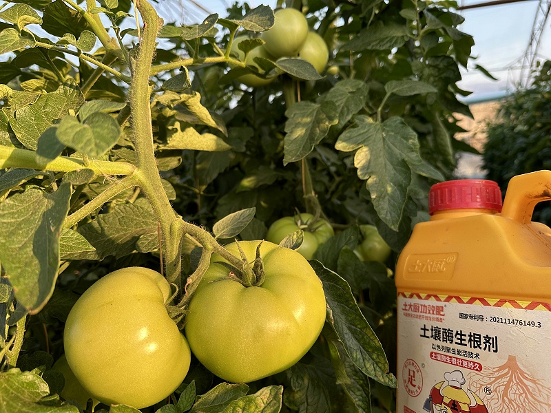 番茄种植—李大哥番茄