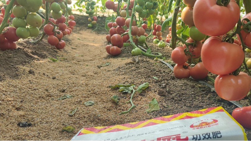 番茄种植怎么施肥？土大厨带您了解