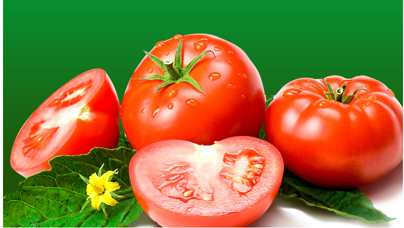 番茄高产栽培技术-番茄