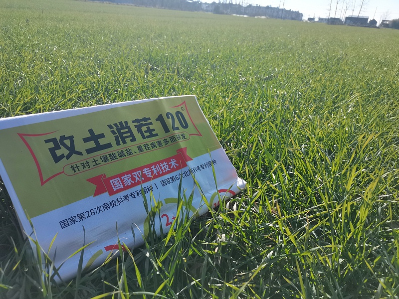 土大厨高耐活菌—江苏小麦