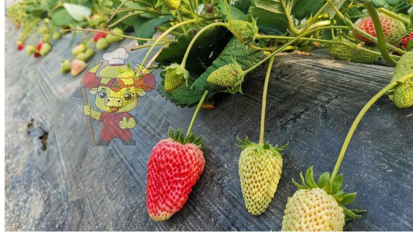 种植草莓-土大厨草莓