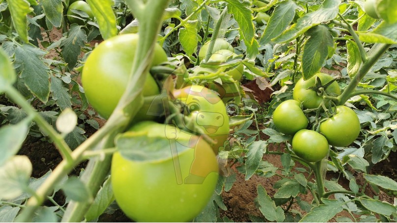 番茄种植技术和管理技术，盛产期空心问题如何解决