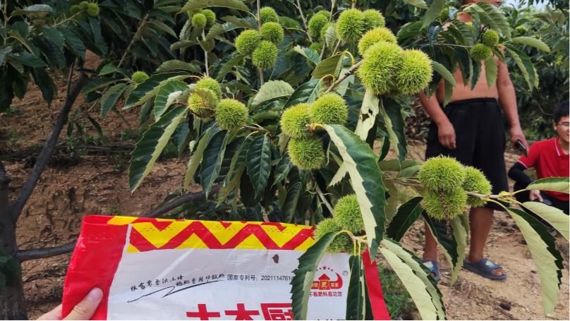 水溶肥—土大厨河北板栗实拍