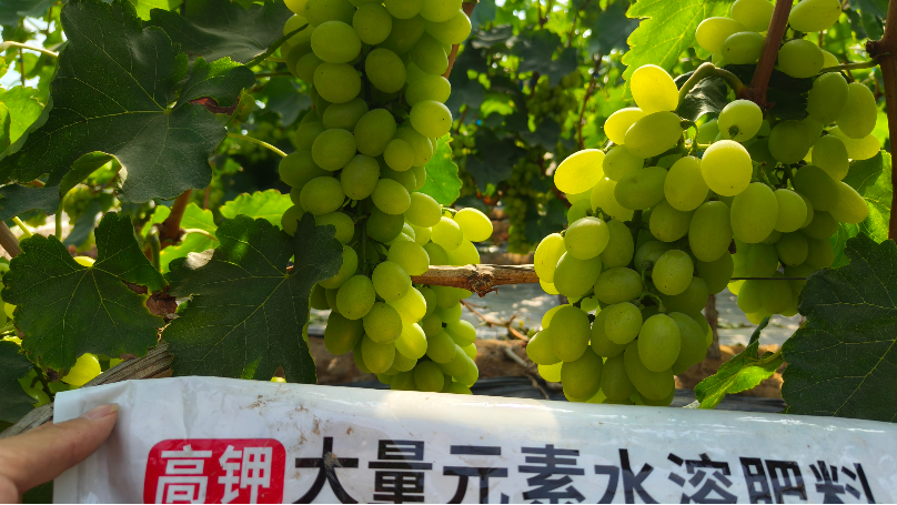 水溶肥—土大厨宁夏葡萄实拍