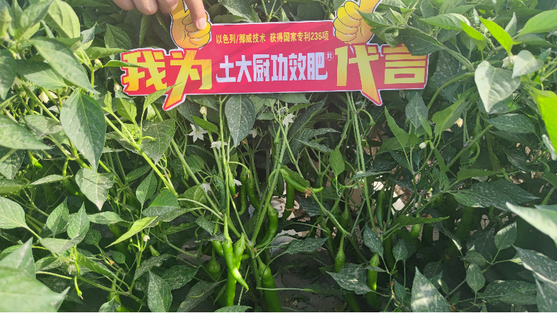 种植技术—土大厨新疆辣椒