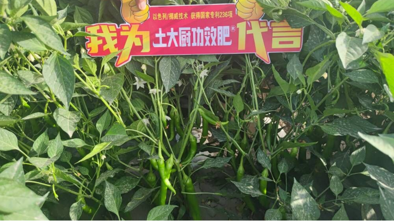 种辣椒用什么肥料高产—土大厨新疆辣椒