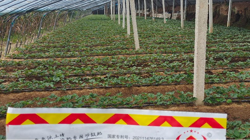 草莓种植技术与管理