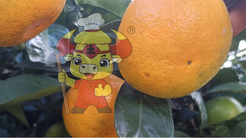柑橘采后-土大厨柑橘