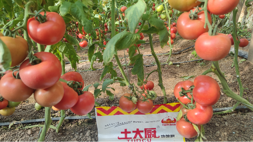 番茄打顶后，这样管理施肥产量翻倍！