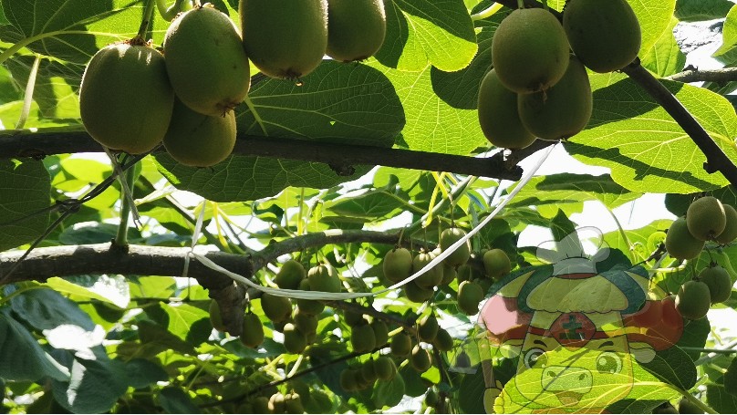 果树如何施肥？土大厨苹果施肥方案
